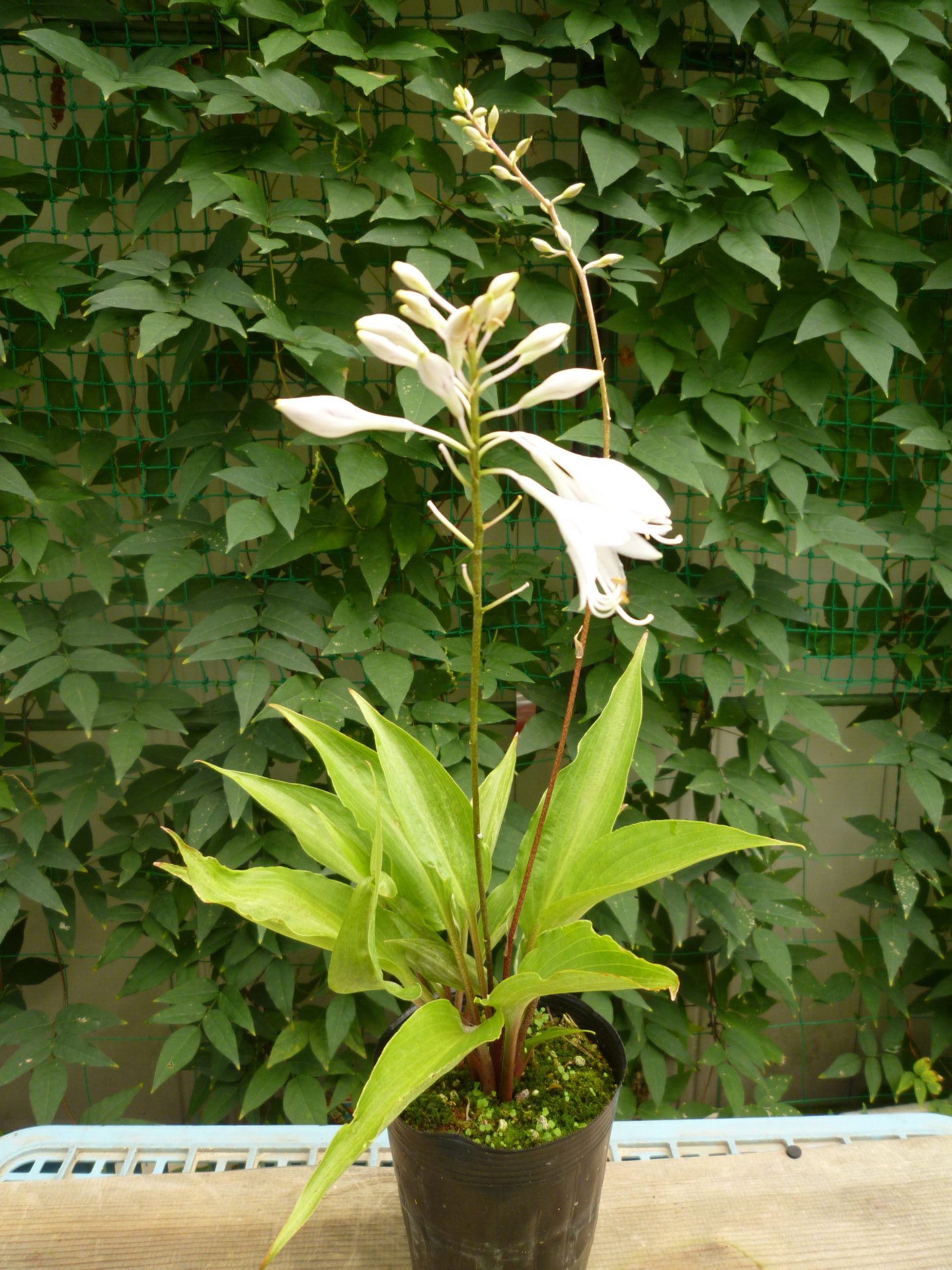 ギボウシ | 福島植物園｜小売｜卸売｜ガーデニング｜草花｜盆栽｜福島市｜