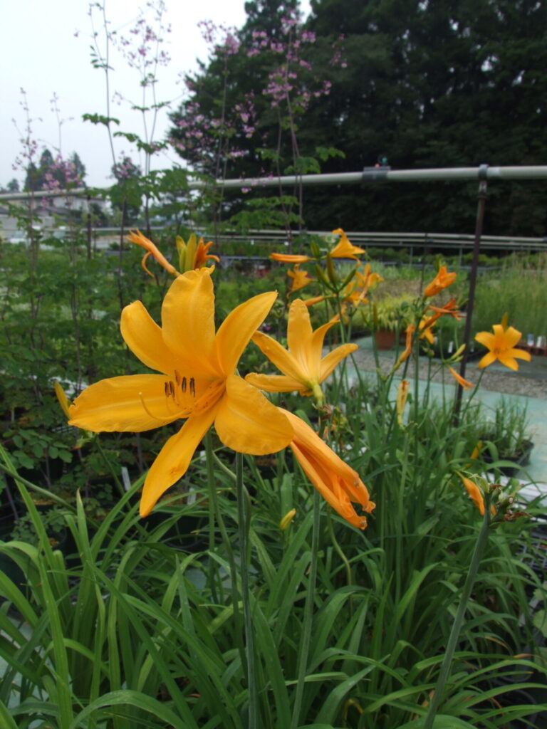 カンゾウ | 福島植物園｜小売｜卸売｜ガーデニング｜草花｜盆栽