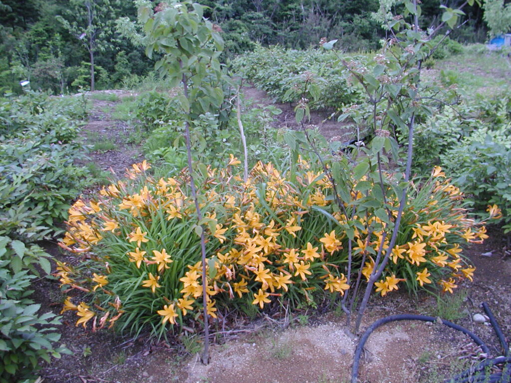 トビシマカンゾウ 苗 5株 山葡萄苗木セット トビシマカンゾウ 苗 5株