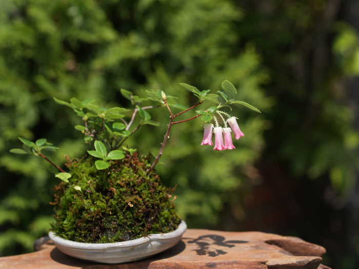 ツツジ | 福島植物園｜小売｜卸売｜ガーデニング｜草花｜盆栽｜福島市｜