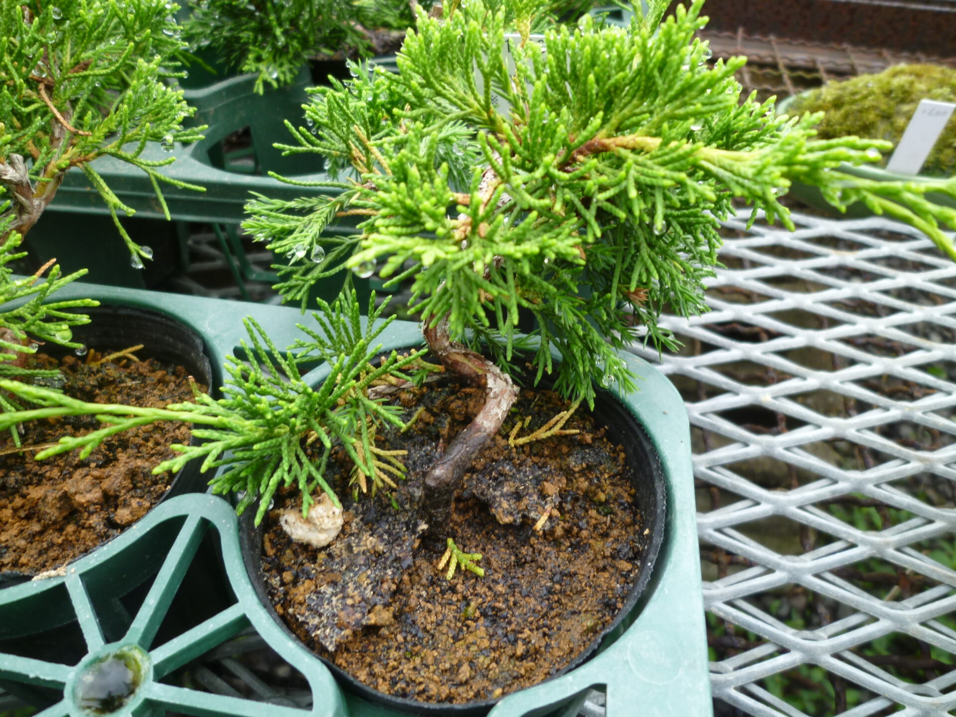 糸魚川真柏 | 福島植物園｜小売｜卸売｜ガーデニング｜草花